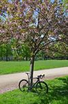 Silniční kolo Specialized Tarmac Disc Sport Gloss Carbon/Chameleon