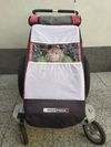 Chariot Cougar