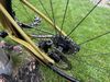Cannondale