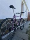 Reta Falcon
