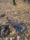 Yt capra