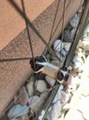 DT Swiss PR1600 Spline