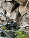 Prodam zavodni kolo Giant TCR Advanced Pro 0
