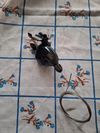 Sram GX EAGLE