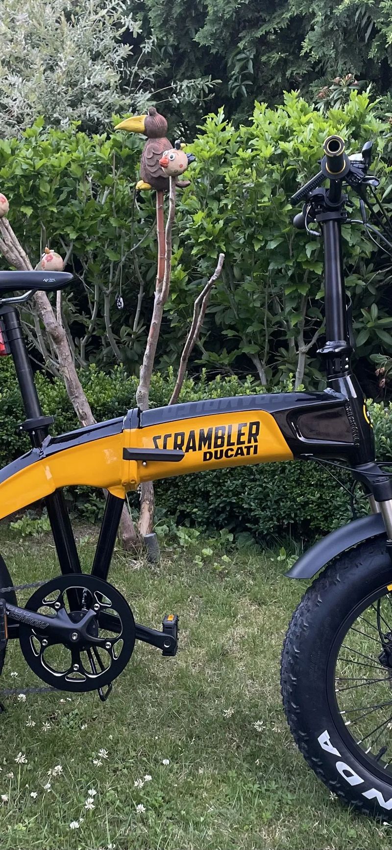Ducati Scrambler fat