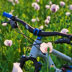 Canyon Spectral 27,5