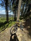 Specialized Stumpjumer EVO Comp 2023