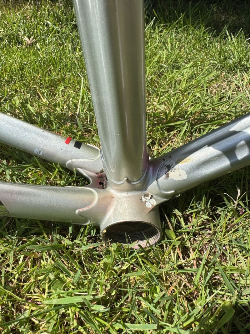 Colnago Arabesque Regal