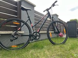 Kellys Pheebe 30
