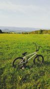 Subrosa altus