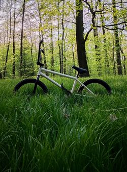 Subrosa altus