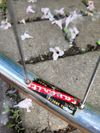 Favorit F1 Special 1986, výbava Campagnolo/Cinelli