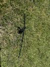 ROCKSHOX PÁČKA ONELOC VPRAVO NAHOŘE NEBO VLEVO DOLE
