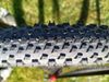 Trek Pracaliber 9.5