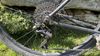 MTB Specialiued Chisel