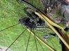 Gravel Cannondale 