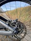 Dartmoor Blackbird 2023
