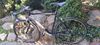 Rock Machine raceride.500 vel.56cm