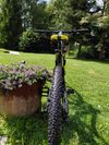 Haibike q.xc 705