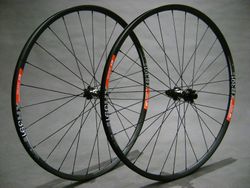 DT XR 391 x SAS (1570g)