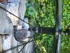 Zapletená kola WH RS 100