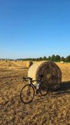 FOCUS Cayo Disc Ultegra 2017 karbon / červená / bílá