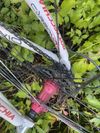 Bottecchia reparto corse