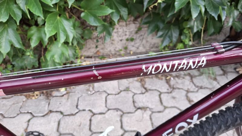 Kingfox montana