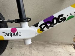 Frog Tadpole