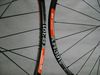 DT XR 391 x SAS (1570g)