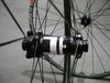 DT XR 391 x SAS (1570g)