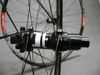 DT XR 391 x SAS (1570g)