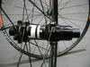 DT XR 391 x SAS (1570g)