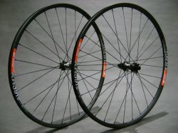 DT XR 391 x SAS (1570g)