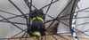 Mavic Crossride Light