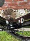 Trek Émonda