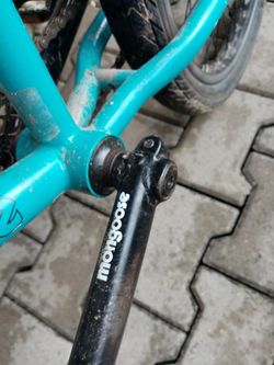 Mongoose culture