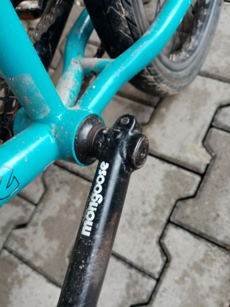 Mongoose culture