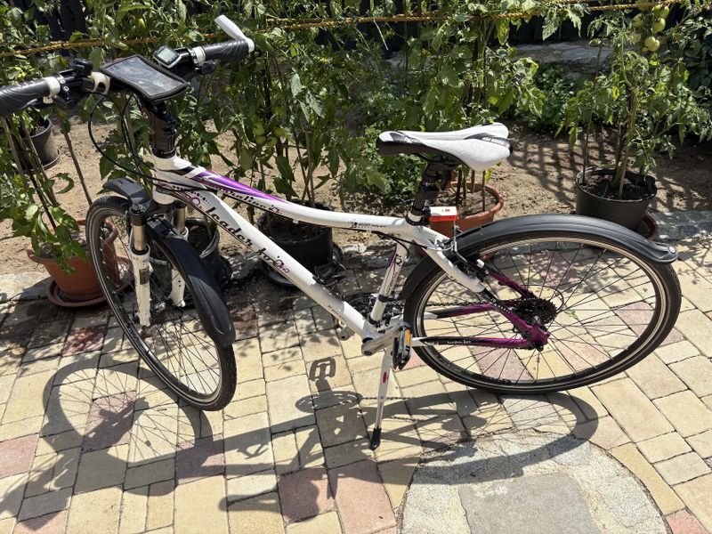 Leader Fox Corrraline 