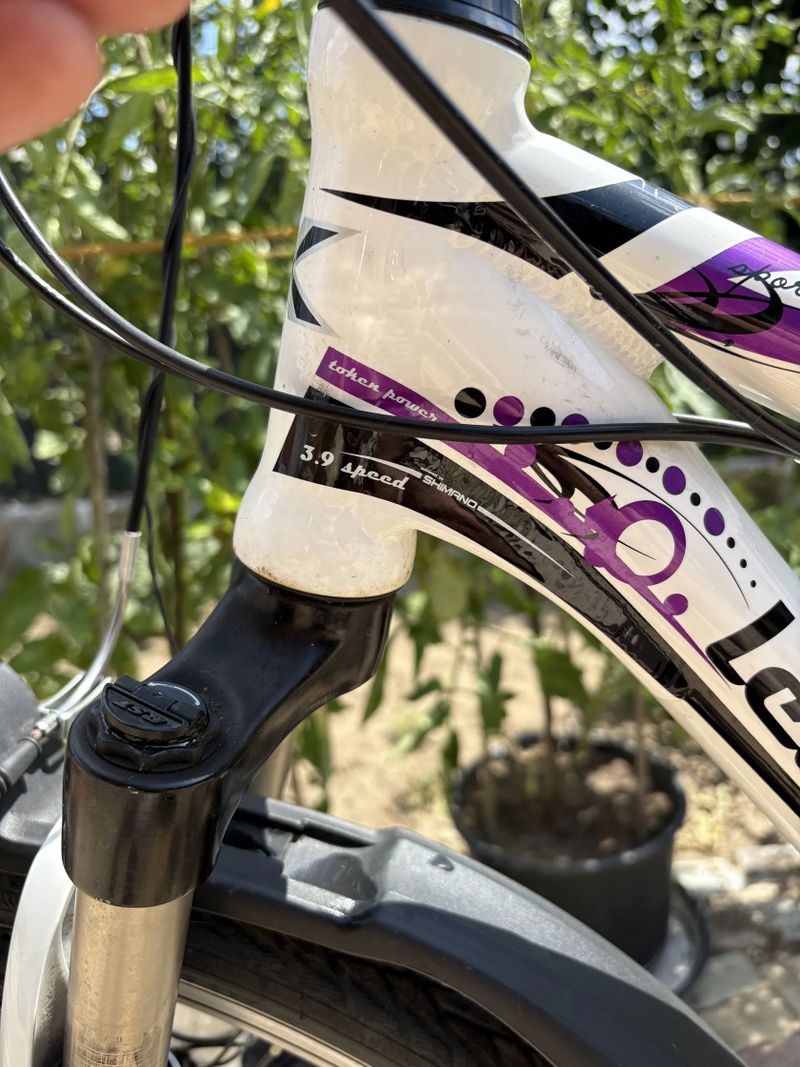 Leader Fox Corrraline 