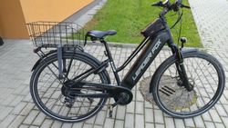 Leader Fox Sandy Lady