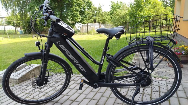 Leader Fox Sandy Lady