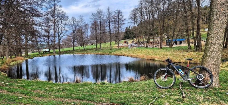 Polygon Cozmic Fox Transfer Cashima + 1×12 Eagle + Fox Transfer Cashima + DT Swiss + XTR 