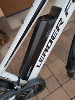 Leader Fox Sandy Lady