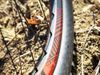 Specialized S-Works Camber