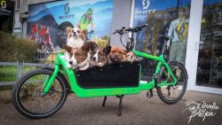 Legendární a nejpoužívanější Cargo kolo na světě!!! Bullitt