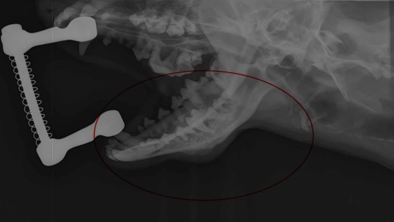 NOVÉ ELEKTROKOLO CTM, motor PANASONIC 75 Nm, bat. 720 Wh