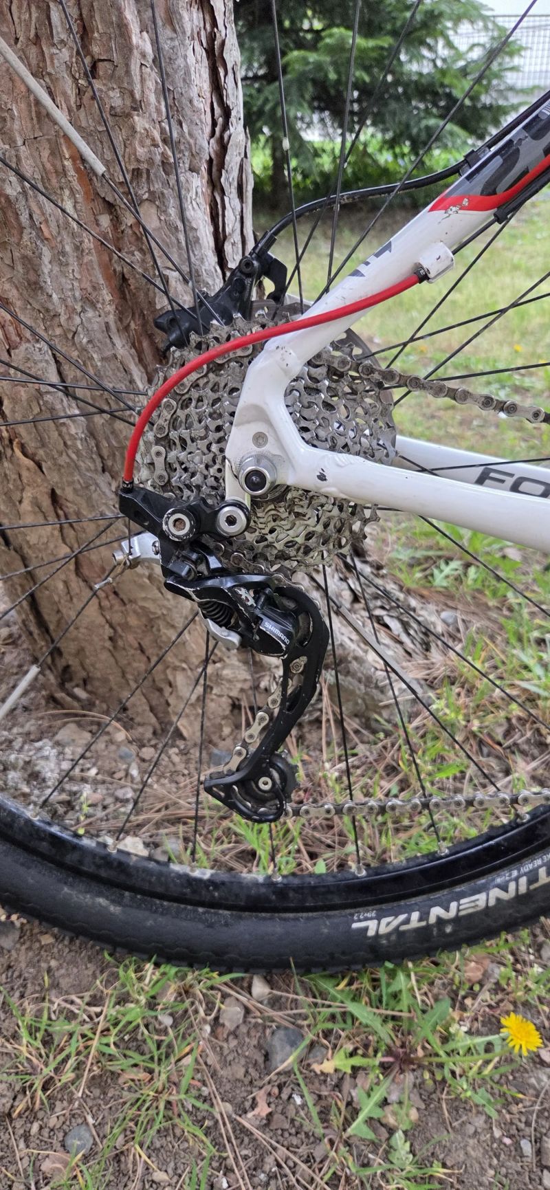 Focus Black Forest 1.0