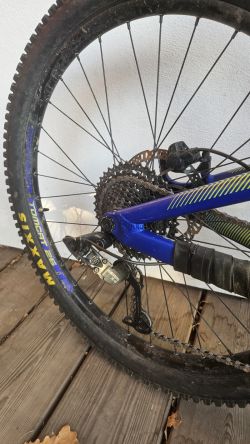 Dartmoor Blackbird junior