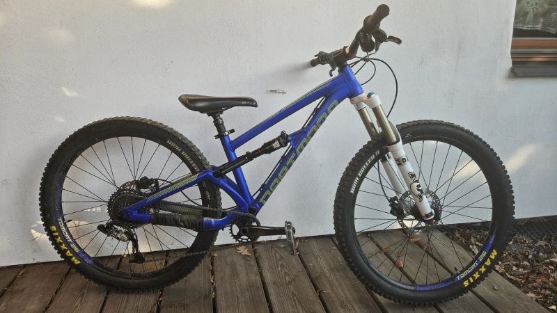 Dartmoor Blackbird junior